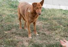 Homem que abusava sexualmente de cachorra é condenado em SC