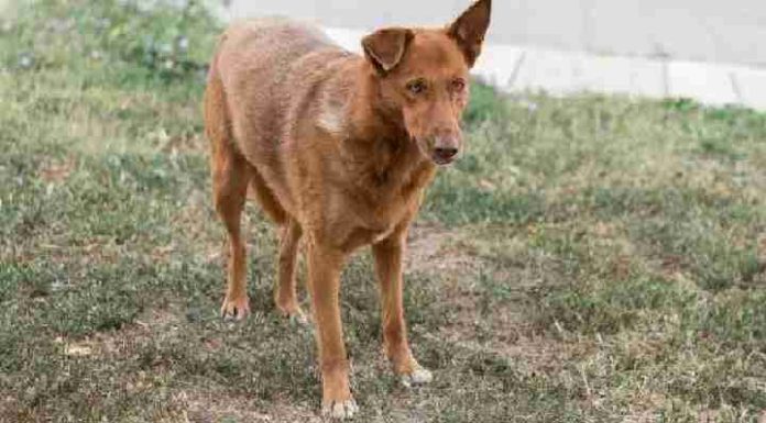 Homem que abusava sexualmente de cachorra é condenado em SC