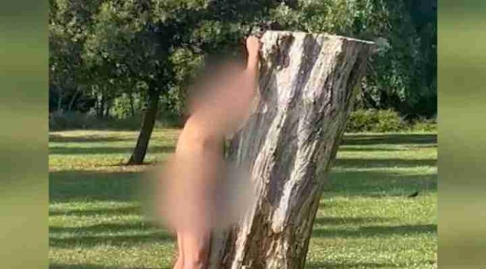Homem é preso após “fazer sexo” com árvore em parque