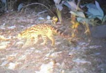 Felino raro é flagrado por câmeras do Morro do Quininho em Piçarras