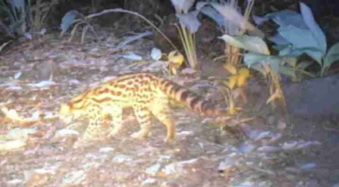 Felino raro é flagrado por câmeras do Morro do Quininho em Piçarras