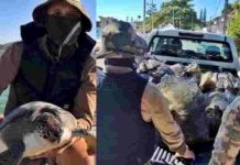 Polícia Militar apreende redes ilegais e liberta tartarugas em Penha