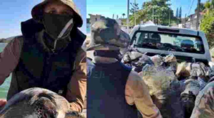 Polícia Militar apreende redes ilegais e liberta tartarugas em Penha