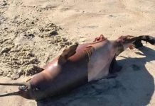 Boto filhote é encontrado morto na Praia do Itacolomi em Piçarras
