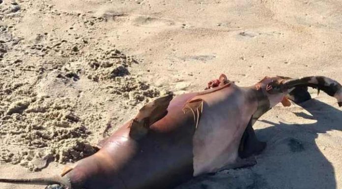 Boto filhote é encontrado morto na Praia do Itacolomi em Piçarras