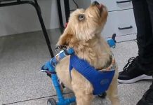 Cão abandonado após ficar paraplégico ganha cadeira de rodas feita por alunos em SC;