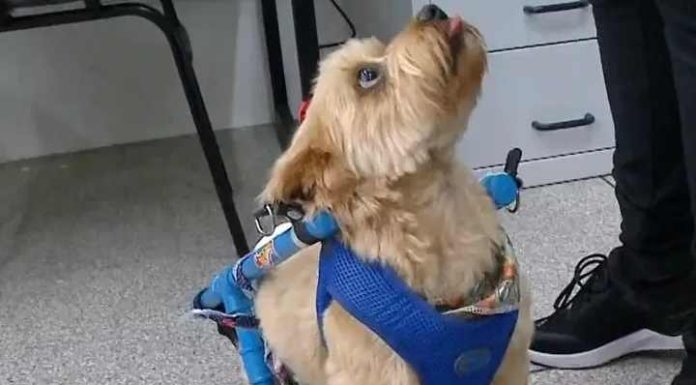 Cão abandonado após ficar paraplégico ganha cadeira de rodas feita por alunos em SC;