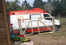 Família é violentamente atacada por abelhas em SC e homem é internado com 450 ferroadas