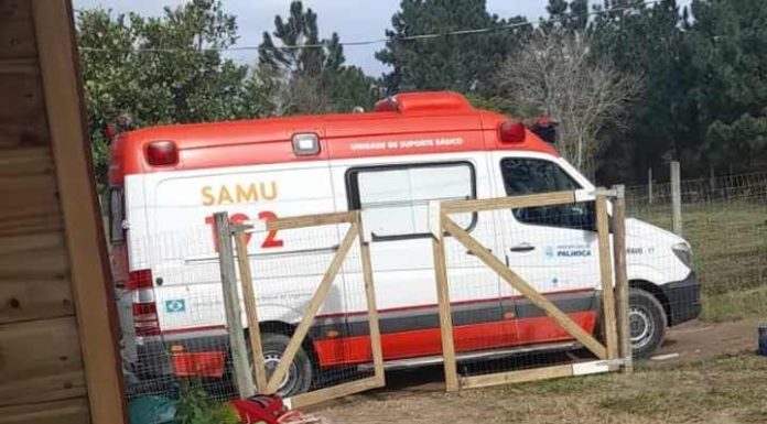 Família é violentamente atacada por abelhas em SC e homem é internado com 450 ferroadas