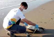 Em 30 dias, pesquisadores encontram 72 tartarugas-verdes mortas na região