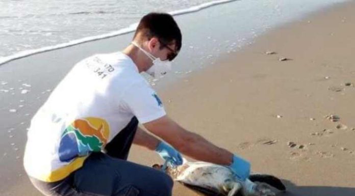 Em 30 dias, pesquisadores encontram 72 tartarugas-verdes mortas na região