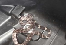 Cobra é encontrada no bagageiro de uma moto no centro de Penha