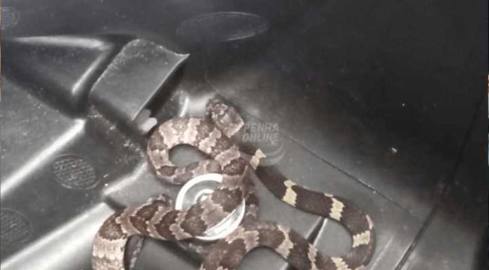 Cobra é encontrada no bagageiro de uma moto no centro de Penha