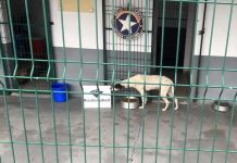 Cães trancados em contêiner que sairia de SC com destino à China são salvos após passar em scanner