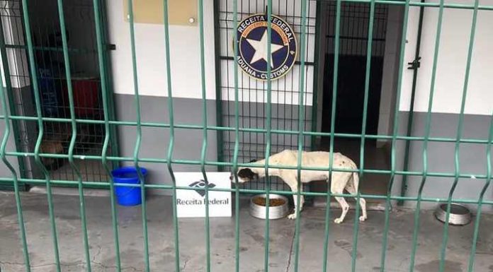 Cães trancados em contêiner que sairia de SC com destino à China são salvos após passar em scanner