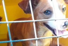 Penha retoma serviço de castração, resgate e atendimento de animais vítimas de maus tratos, acidentados ou doentes