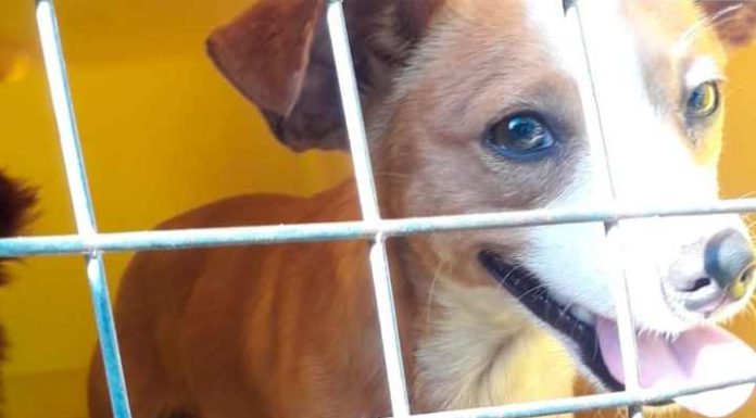 Penha retoma serviço de castração, resgate e atendimento de animais vítimas de maus tratos, acidentados ou doentes