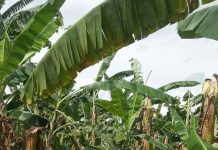Produtores de banana de Balneário Piçarras amargam prejuízos causados pelo ciclone