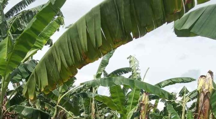 Produtores de banana de Balneário Piçarras amargam prejuízos causados pelo ciclone