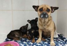 Animais envenenados e abandonados em Penha são salvos pelo serviço de resgate local