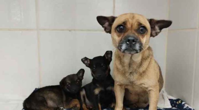 Animais envenenados e abandonados em Penha são salvos pelo serviço de resgate local