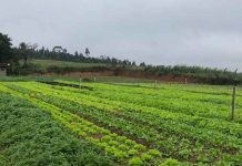 Balneário Piçarras adere a programa de segurança alimentar