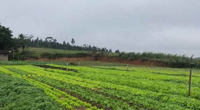 Balneário Piçarras adere a programa de segurança alimentar