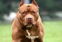 Homem é condenado em Navegantes por deixar pit bull escapar e matar outro cachorro