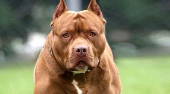 Homem é condenado em Navegantes por deixar pit bull escapar e matar outro cachorro