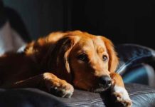 Homem é condenado por estuprar cachorro em SC