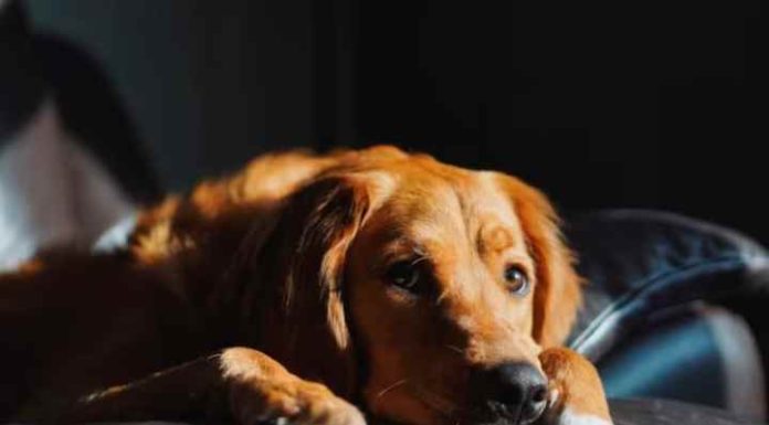 Homem é condenado por estuprar cachorro em SC