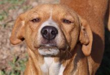 Serviço de resgate animal agora conta com número de whatsapp em Penha