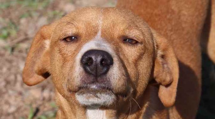 Serviço de resgate animal agora conta com número de whatsapp em Penha