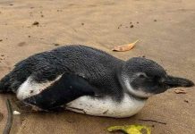 Pinguim é encontrado na manhã deste domingo na Praia Alegre, em Penha