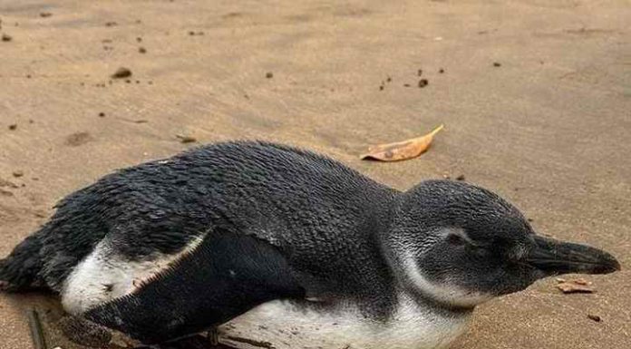 Pinguim é encontrado na manhã deste domingo na Praia Alegre, em Penha