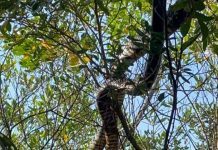 Cobras de cerca de 2 metros são flagradas em árvores de pracinha em Florianópolis: ‘Deu medo’