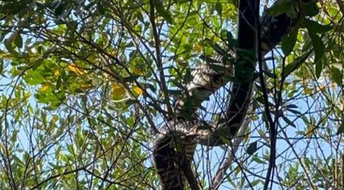 Cobras de cerca de 2 metros são flagradas em árvores de pracinha em Florianópolis: ‘Deu medo’