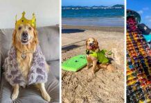 Conheça Filé, o cachorro que ‘narra’ o cotidiano em Florianópolis