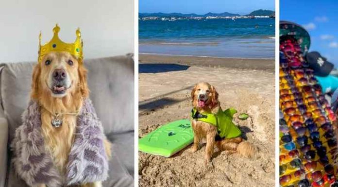 Conheça Filé, o cachorro que ‘narra’ o cotidiano em Florianópolis