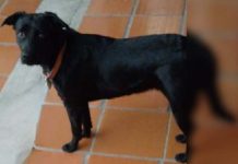 Homem confirma que abusa sexualmente de cachorro em Florianópolis