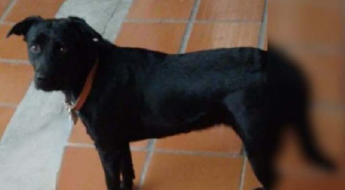 Homem confirma que abusa sexualmente de cachorro em Florianópolis