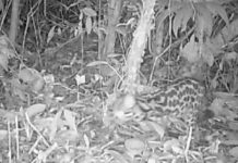 Câmera flagra gato-maracajá, espécie ameaçada de extinção, em parque de Barra Velha