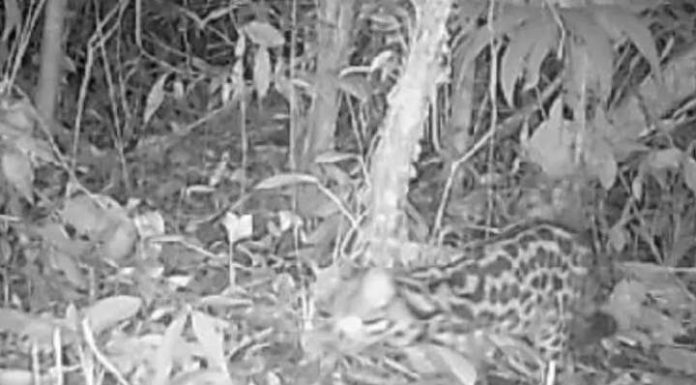 Câmera flagra gato-maracajá, espécie ameaçada de extinção, em parque de Barra Velha