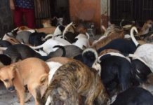 Polícia investiga se cães comeram corpo de idosa que criava 150 animais em casa