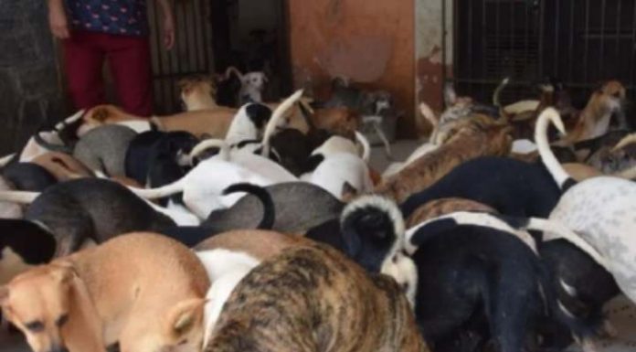 Polícia investiga se cães comeram corpo de idosa que criava 150 animais em casa