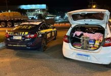PRF recolhe 19 pássaros silvestres na BR-470 caçados ilegalmente