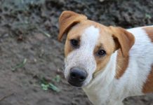 Animais resgatados pelo IMAP estarão em Feira de Adoção de cães e gatos