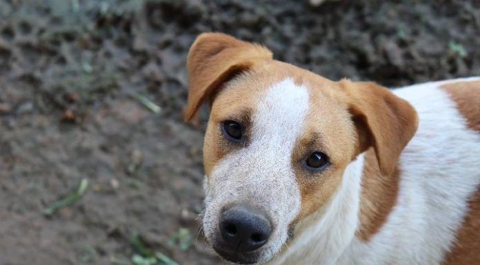 Animais resgatados pelo IMAP estarão em Feira de Adoção de cães e gatos