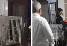 Mais de 70 cães de raça são resgatados em canil clandestino em Camboriú