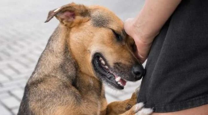 Feirinha de adoção de pets em Penha vai até às 15h deste sábado